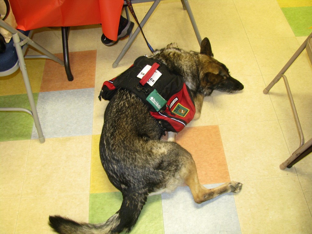 Mabby the service dog lies low.